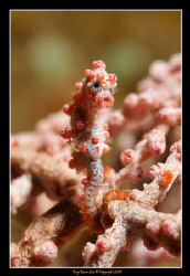 Pygmy Seahorse (Hippocampus Bargabanti), 

Lembeh Strai... by Kay Burn Lim 
